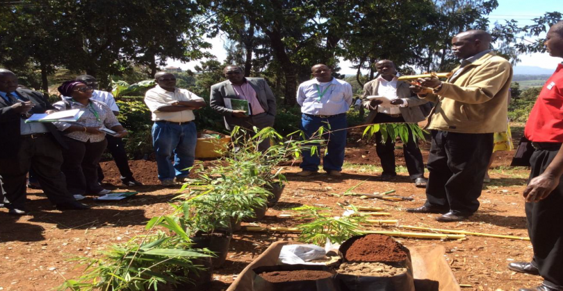 Bamboo Trainees in KEFRI Muguga Trial site
